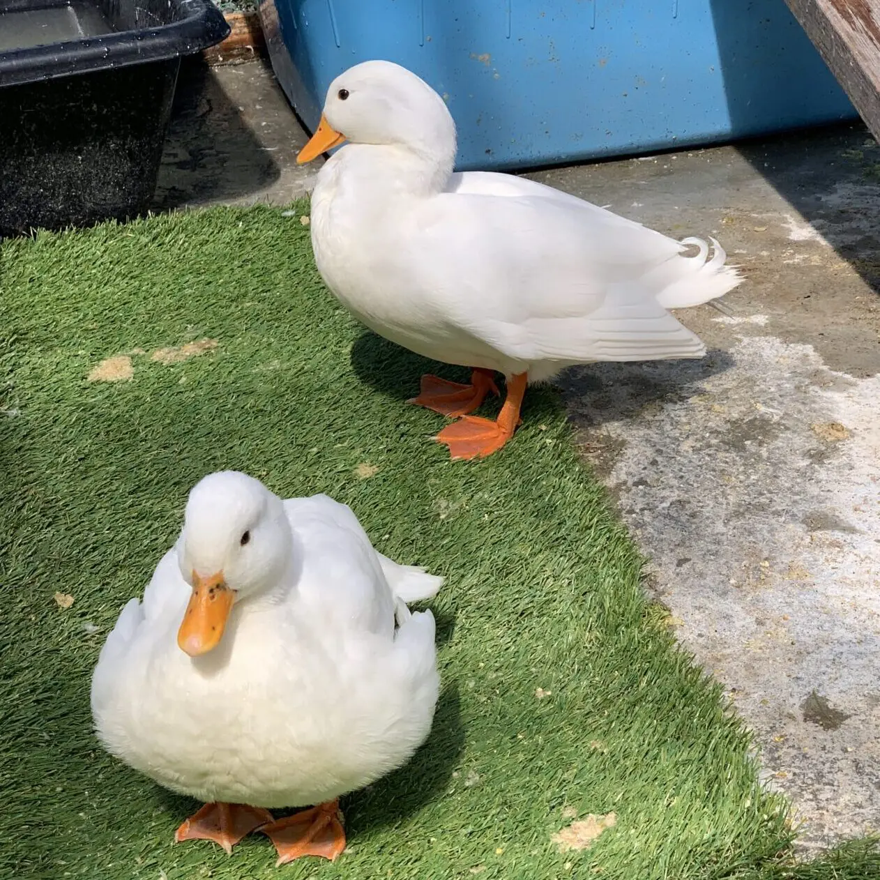 大特価】純白コールダック 有精卵4個